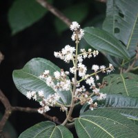 Miconia calvescens DC.